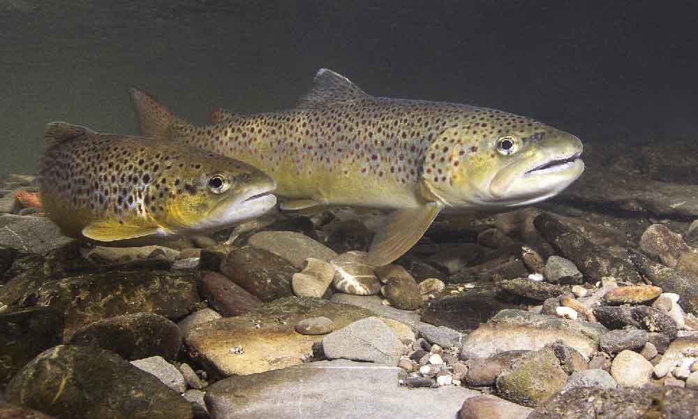 Two brown trout swimming along a stony-bottomed river.