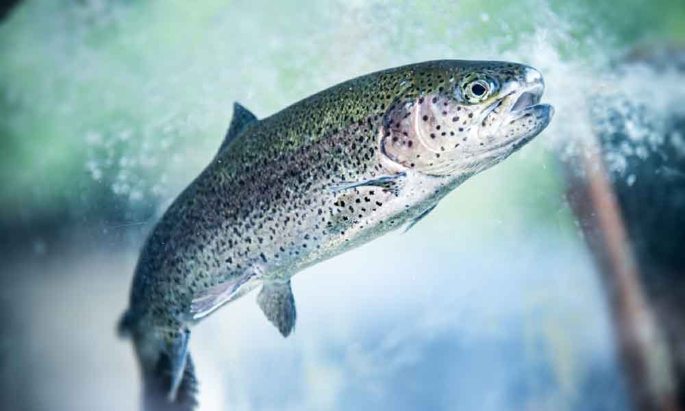 A rainbow trout swimming through the water